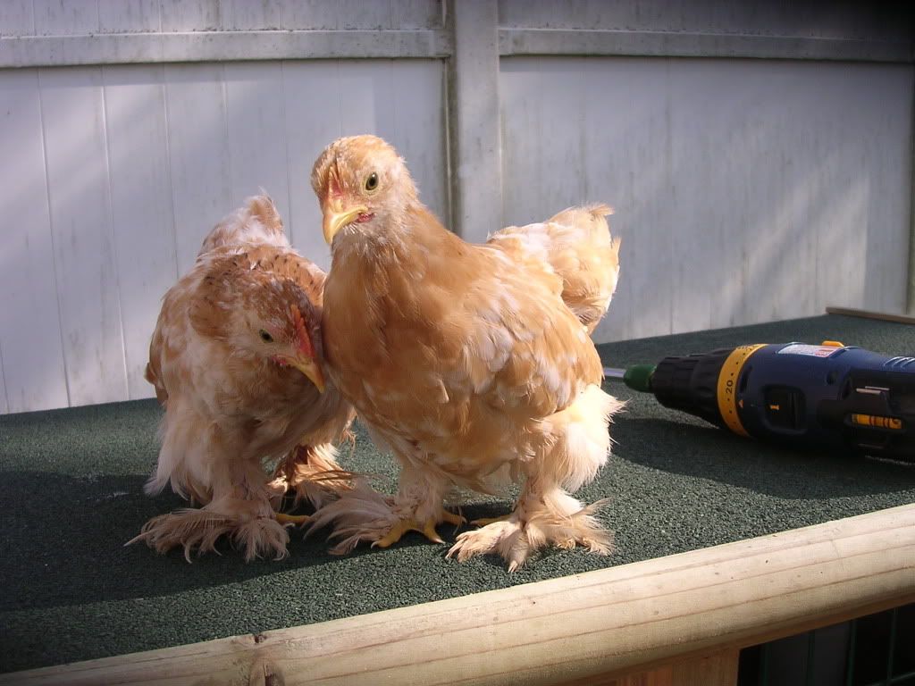 cochins046.jpg