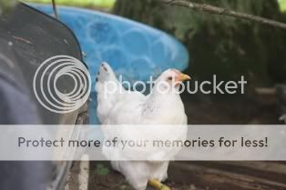 5262009chickens012.jpg