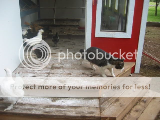 100_0014-11.jpg