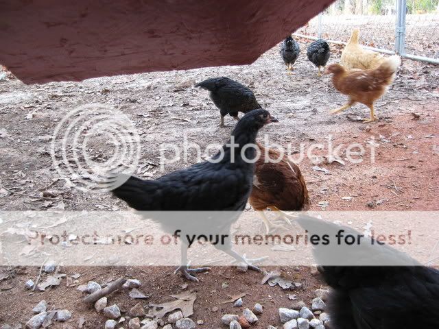 IMG_0338.jpg