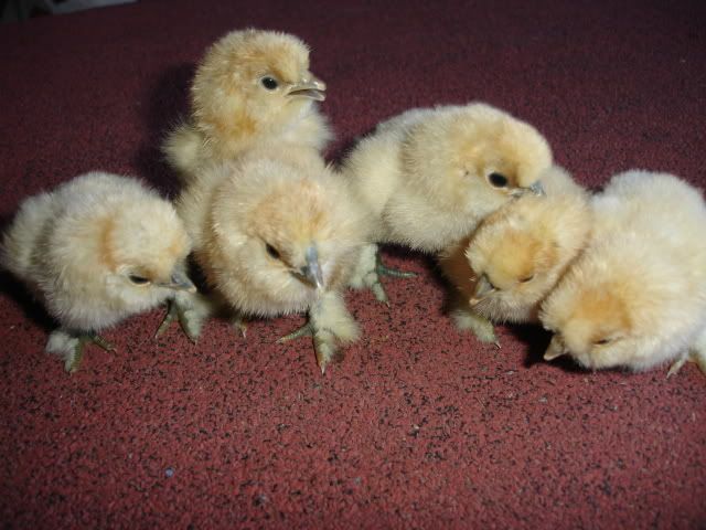 CHICKSSSSS019.jpg