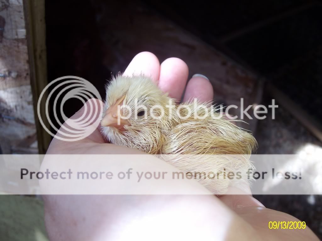 GoldiesFirstBrood006.jpg