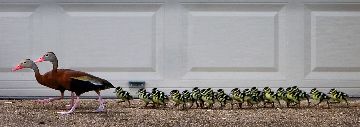 rbz-ducks-in-a-row-01a.jpg
