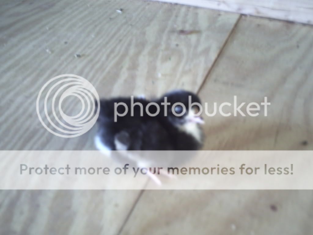 Phto0105.jpg