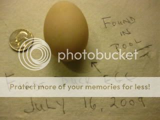 firstduckegg024.jpg