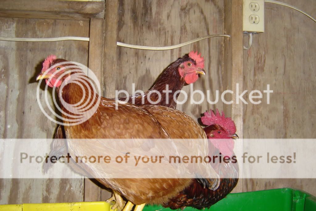 chicken003.jpg