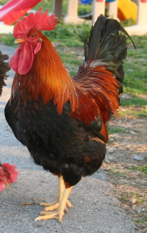 prettybird.jpg