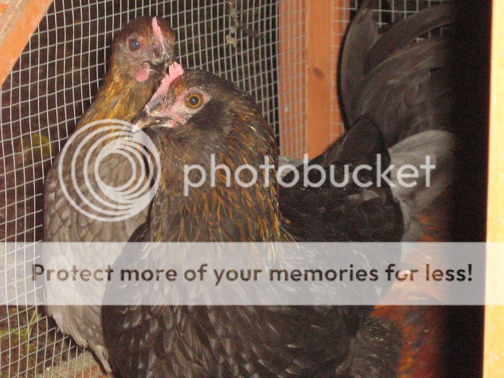 LindasChickens029.jpg