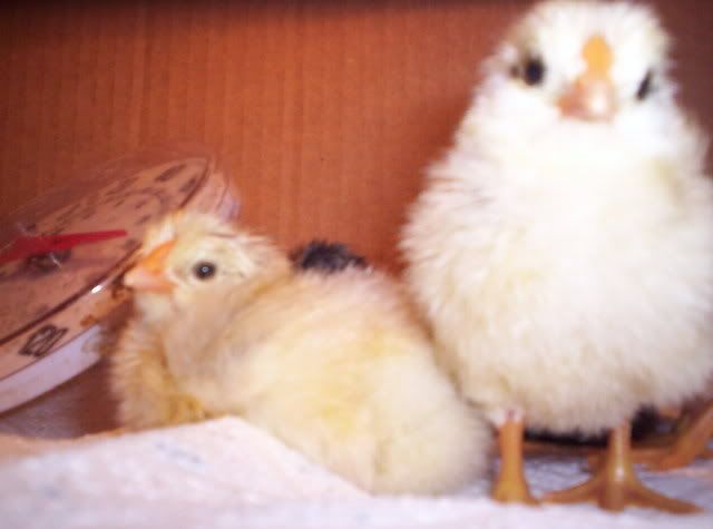 Babychicks020.jpg