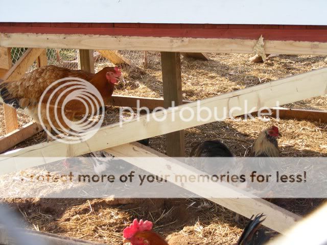 Coop-fence032.jpg