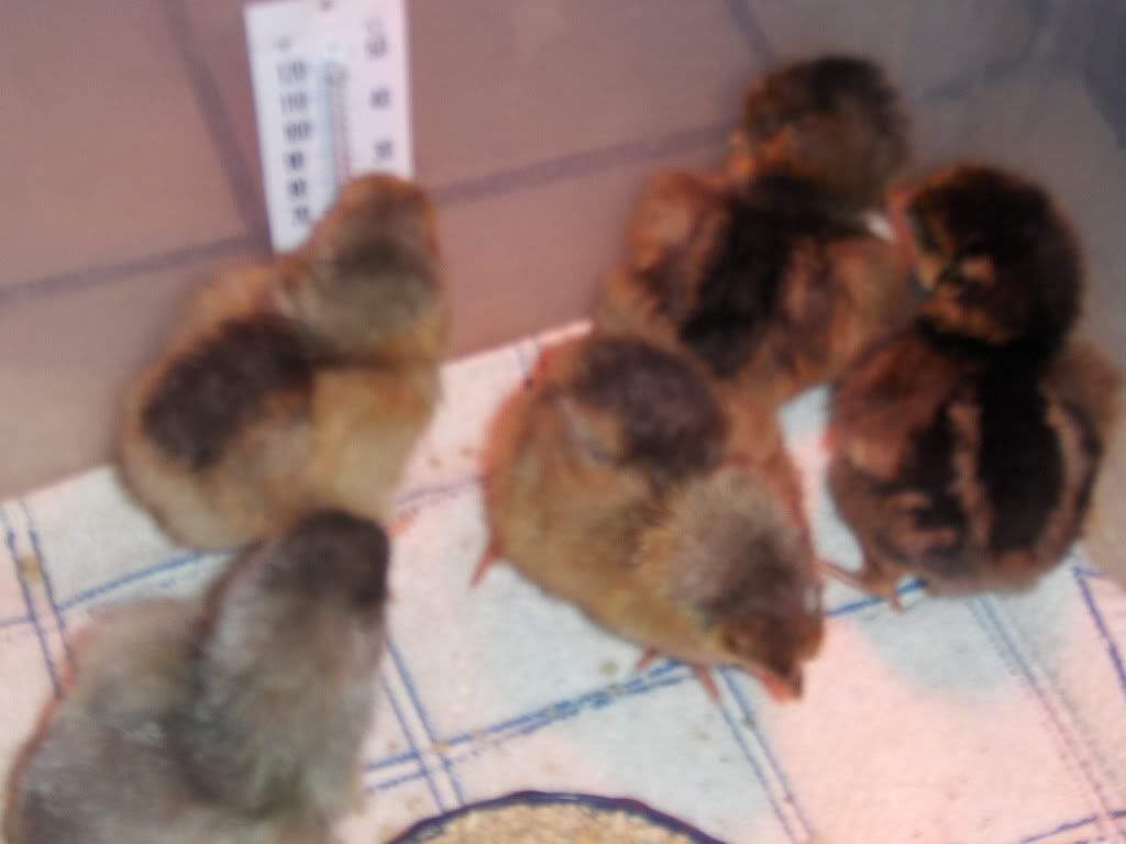 chicks012.jpg