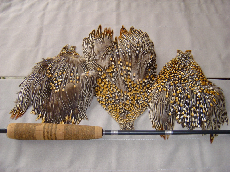 feather%201a.JPG