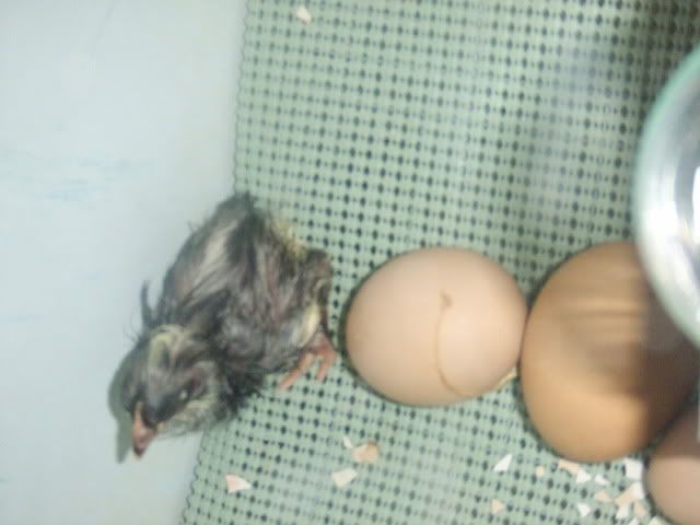 DSCF1279.jpg