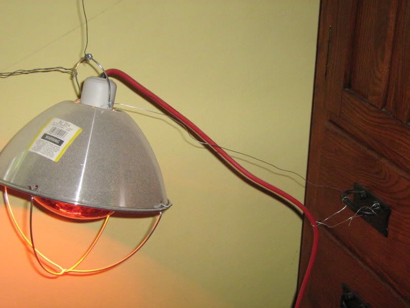 Brooder005.jpg