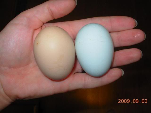 LaceyElizafirsteggs.jpg