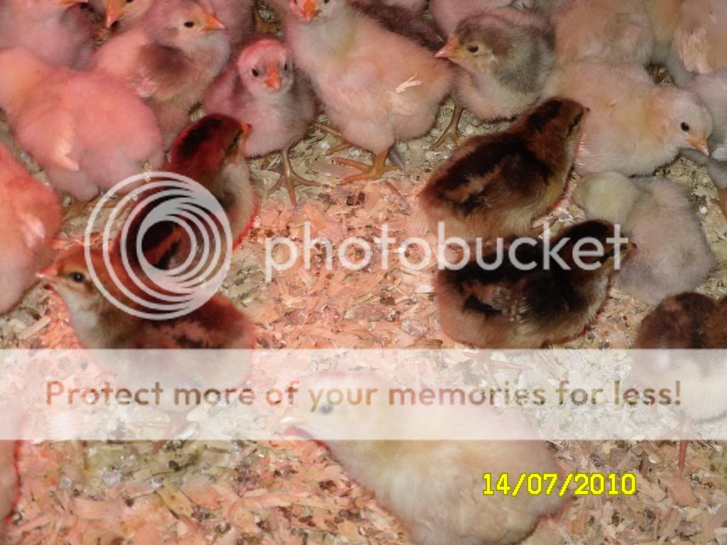 orpchicks004.jpg