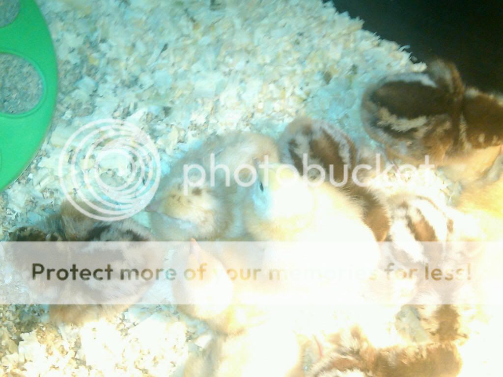 IMG00039-20100618-2155.jpg