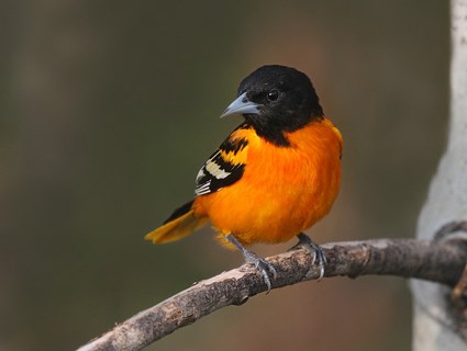 baltimore_oriole_2.jpg