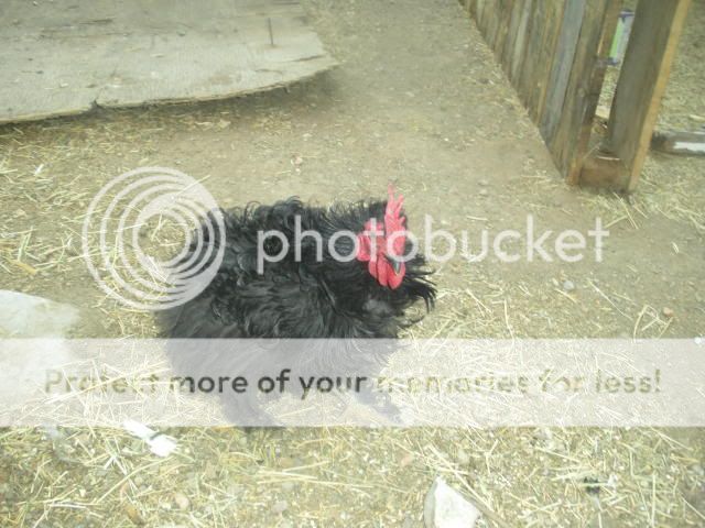 misc017-1.jpg