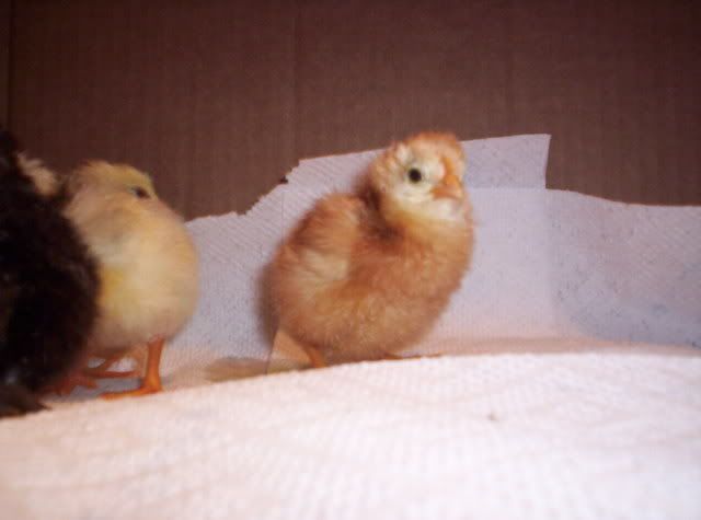 Babychicks025.jpg