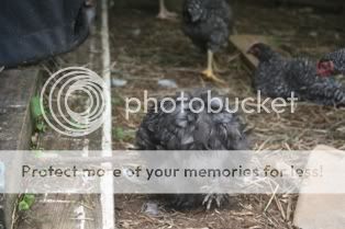 5262009chickens083.jpg