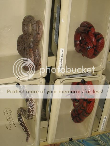reptileshow025.jpg