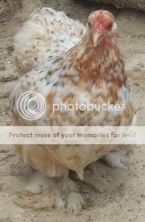 EasterBDChicks120.jpg