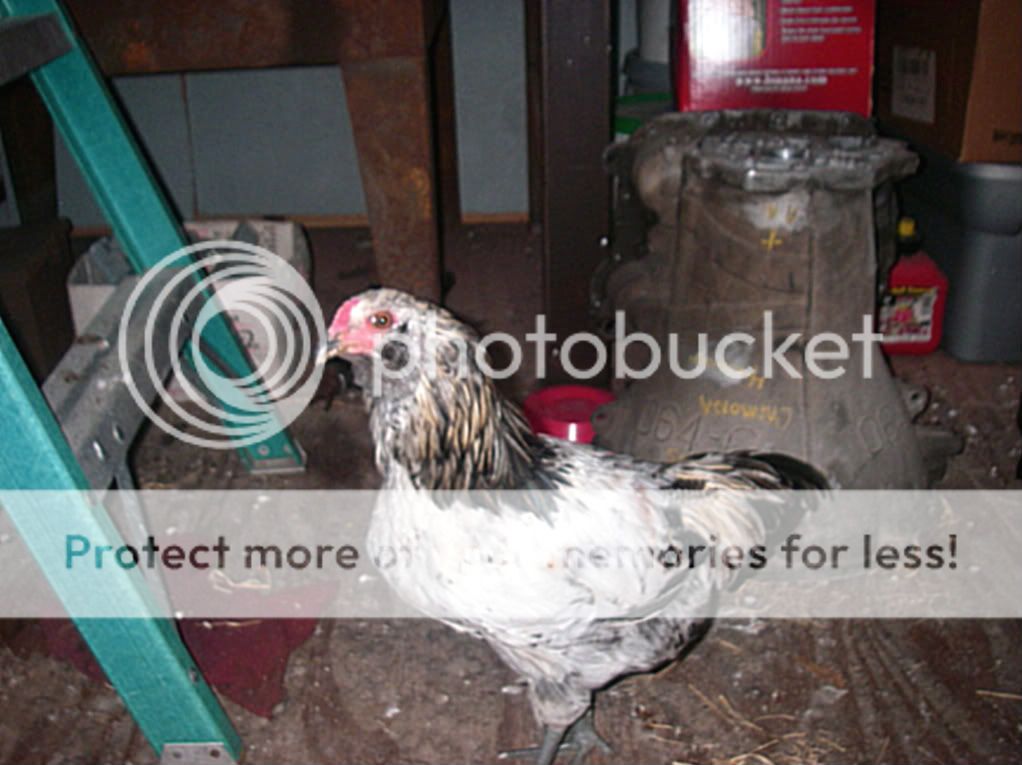 IMGP0404.jpg