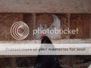 Chickiepics12-08042.jpg