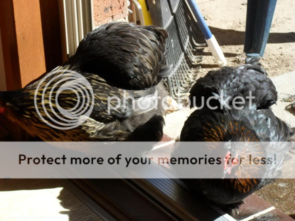 Chooklets002.jpg