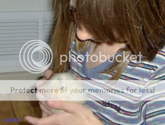 chicks2weeksold044.jpg