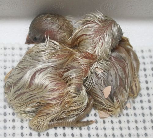 baby2and3.jpg