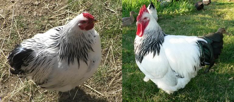WheatenVSebColumbianRoosters1.jpg