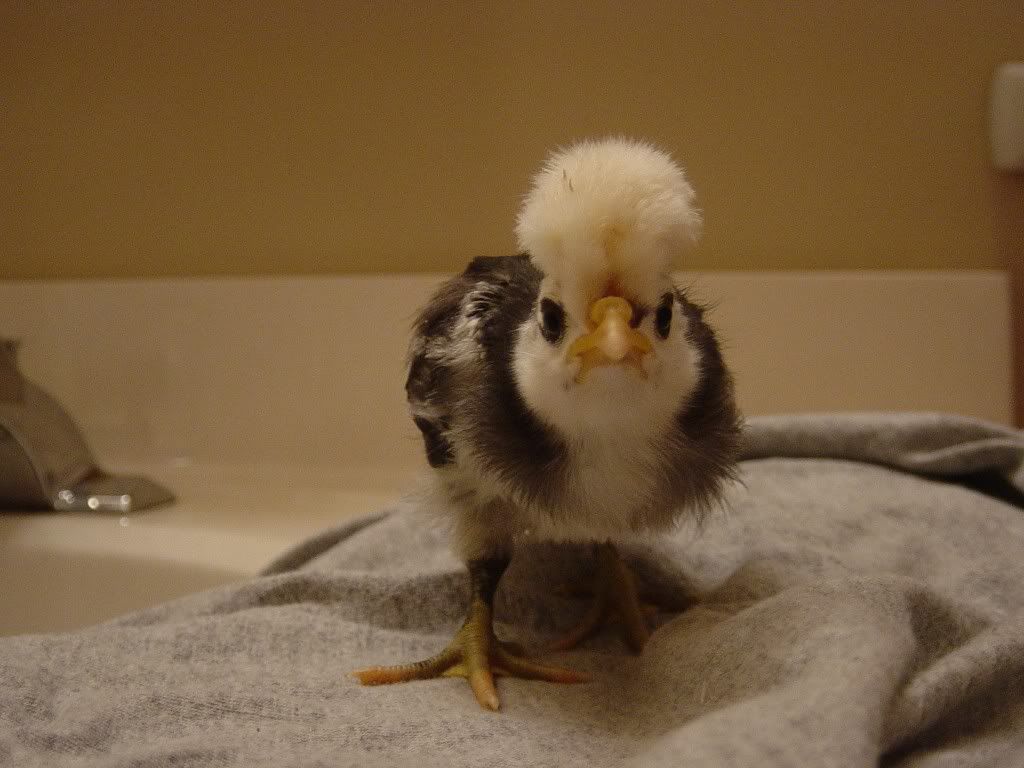 NewBabies2008030.jpg