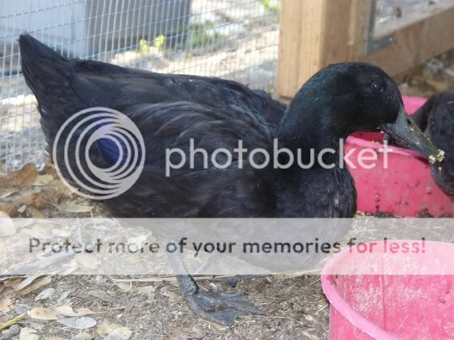Pets130.jpg