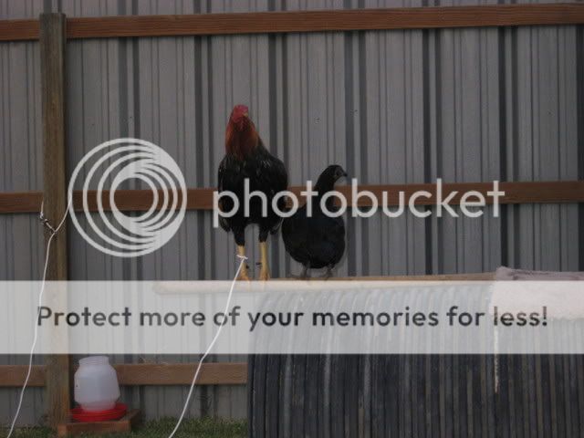 ChickensandElvis113.jpg