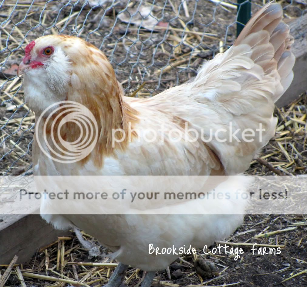 BWpullet-1.jpg