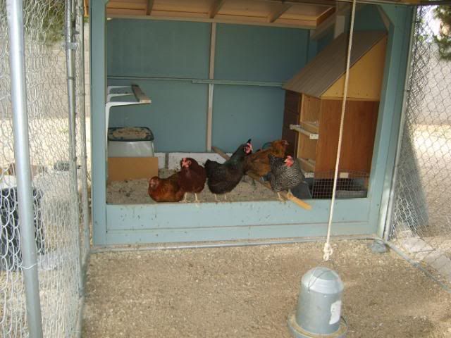broodyhen-ladysinwaiting005.jpg