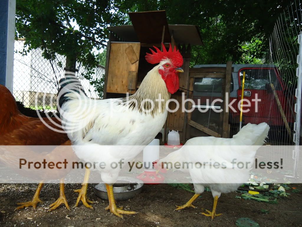 DSC00214.jpg