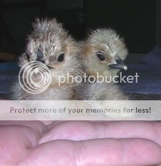 414silkiepair.jpg