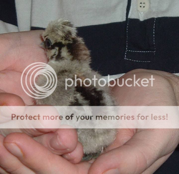 bluepartridgesilkiechick.jpg