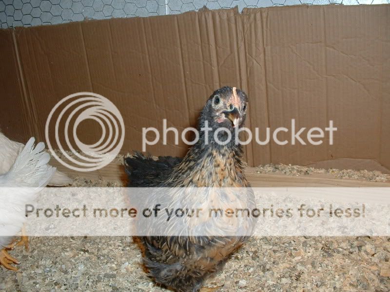 Chickens040.jpg