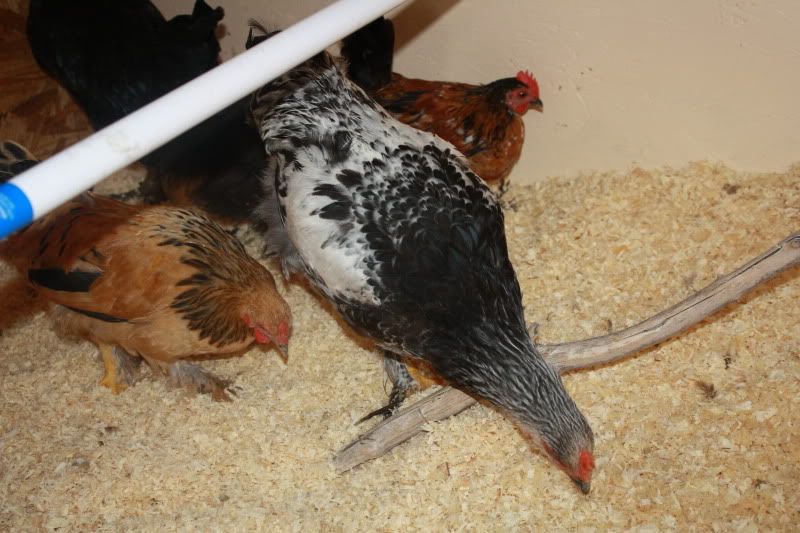 Chickens2039.jpg