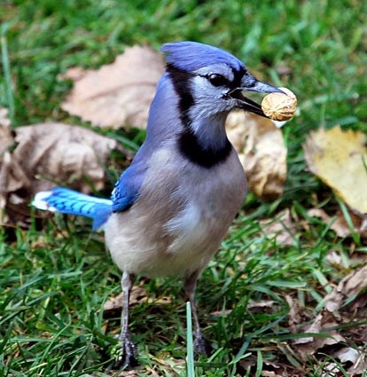 blue_jay_2.jpg