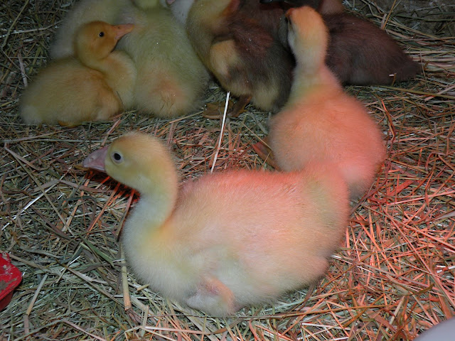 DSCN3973.JPG