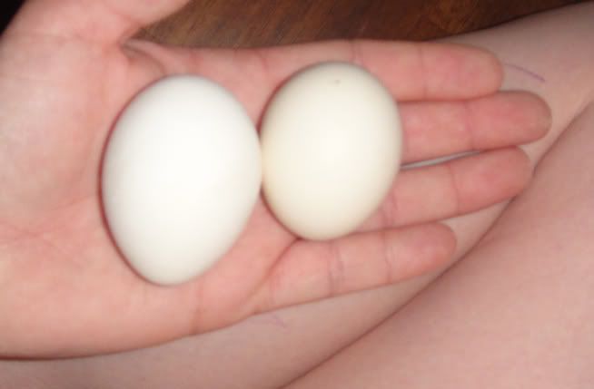 egg6.jpg