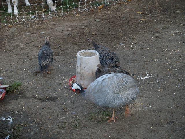 P1013992.JPG