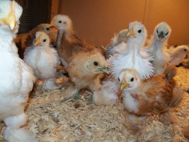 4handchicks020.jpg