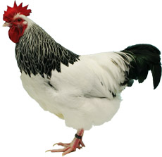 Sussex-cut-out.jpg