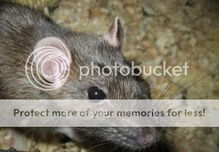 AmbersPictures039-1.jpg